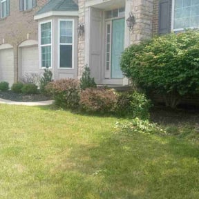 Bush Trimming by Environment Plus,Inc reviewed on August 16, 2025