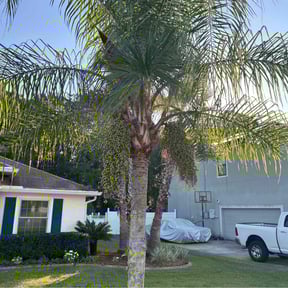 Bush Trimming by Procutz Landscaping LLC reviewed on October 23, 2025