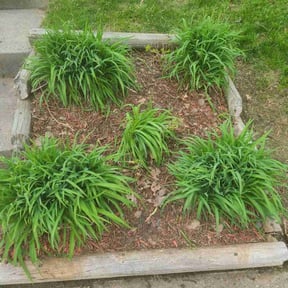 Flower Bed Weeding by Regal Grounds Maintenance reviewed on August 17, 2025