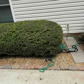 Bush Trimming by Absolutely Random reviewed on June 10, 2026