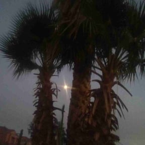 Leaf Removal by Vet-mow by J.J. reviewed on September 19, 2025