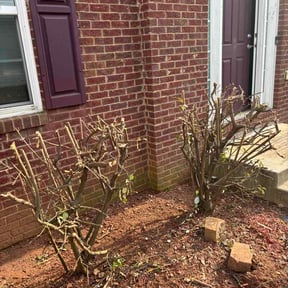 Bush Trimming by Elite Miller Express reviewed on June 7, 2026