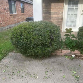 Bush Trimming by Imagine it gardenings reviewed on August 15, 2025