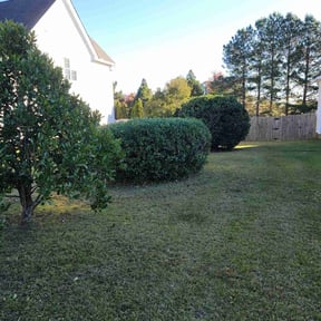 Bush Trimming by Hero Service Company reviewed on August 16, 2025