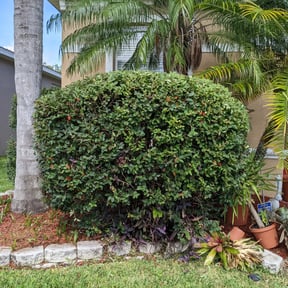 Bush Trimming by Texas lawn pro reviewed on August 16, 2025
