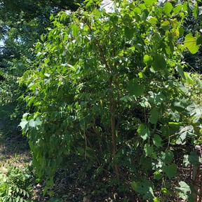 Bush Trimming by United cleaning and landscaping reviewed on August 19, 2025