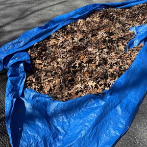 Leaf Removal by Reliable Cuts Lawn service LLC reviewed on September 29, 2025