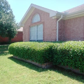 Bush Trimming by Omnipresent Services LLC reviewed on June 27, 2025