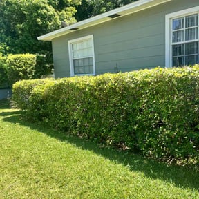Bush Trimming by NEW CREATION LAWN PROFESSIONALS reviewed on August 15, 2025