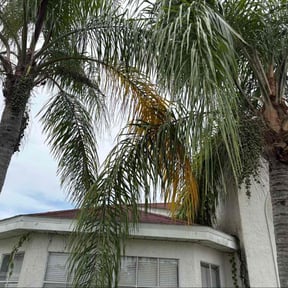 Bush Trimming by The Kadyebo way reviewed on November 19, 2025