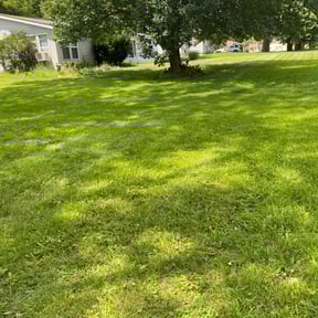 yard care by Steele Clean reviewed on November 20, 2025