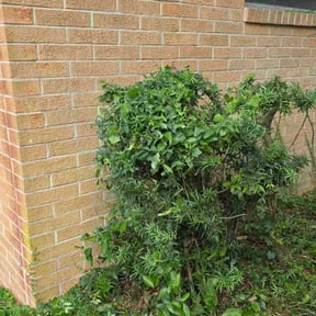 grass cutting by Self owner reviewed on August 15, 2025