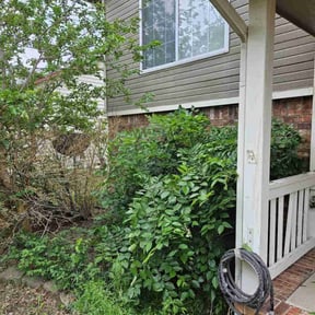 Bush Trimming by S&P Lawn maintenance LLC reviewed on August 16, 2025