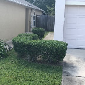 Bush Trimming by LOCAL LAWN SERVICE (Delco PA) reviewed on August 21, 2025