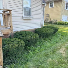 Bush Trimming by Torres Lawn Care reviewed on August 20, 2025