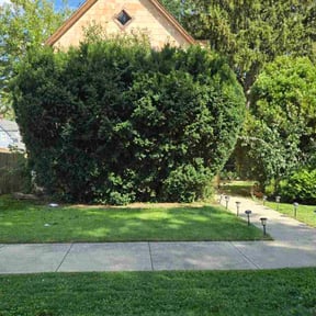 Bush Trimming by K&amp;K Landscaping LLC reviewed on October 24, 2025