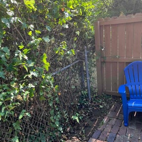 Bush Trimming by Livery Services LTD, llc reviewed on August 15, 2025