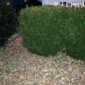 Bush Trimming by Dorman property services reviewed on May 18, 2023
