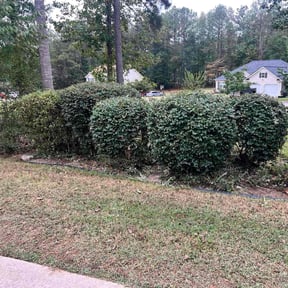 Bush Trimming by Zaragoza Hardscapes reviewed on November 18, 2025