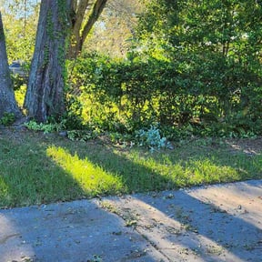 Bush Trimming by St Charles Services reviewed on August 20, 2025