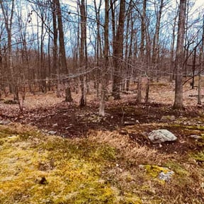 Leaf Removal by Dmanning services  reviewed on November 20, 2025