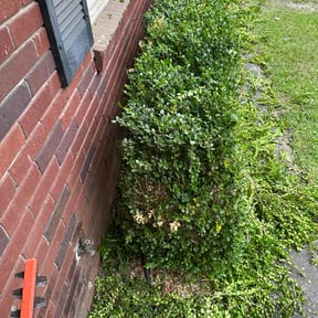 Bush Trimming by Paradise Eden Landscaping reviewed on May 1, 2026