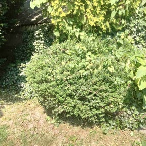 Bush Trimming by Bbth reviewed on August 15, 2025