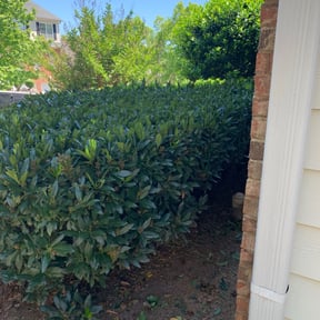Bush Trimming by Ledezma reviewed on August 16, 2025