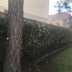 Bush Trimming by TCHS Lawn and Landscape LLC reviewed on July 16, 2025