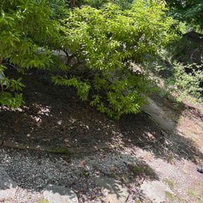 Leaf Removal by Da Price Is Right Lawn Care!! reviewed on June 14, 2026