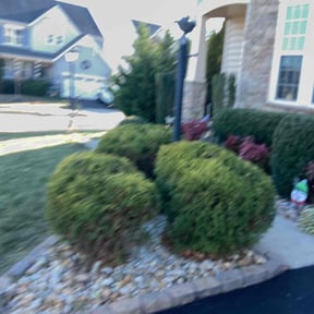 Bush Trimming by American lawn care reviewed on August 19, 2025