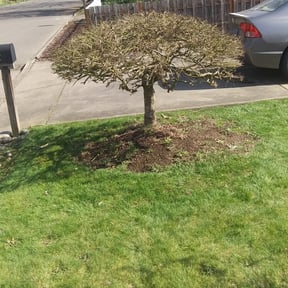 Bush Trimming by Corte de césped reviewed on November 24, 2025