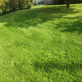 lawn care by Lawn King reviewed on April 19, 2024