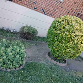 Bush Trimming by Radd Yard Co. reviewed on July 30, 2026