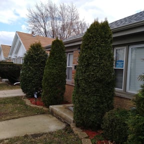 Bush Trimming by Green Collar Lawns reviewed on August 16, 2025