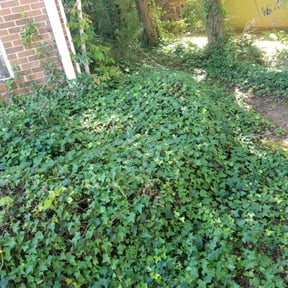 Bush Trimming by Total Property Maintenance L.L.C. reviewed on August 20, 2025