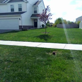 turf care by Hass&#039;s grasses and services reviewed on August 21, 2025