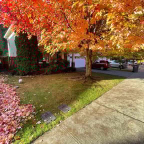 Leaf Removal by Toaetolu Lawn Care reviewed on November 7, 2025