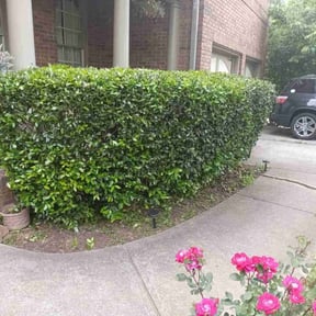 Bush Trimming by Prymary landscaping services reviewed on August 13, 2025