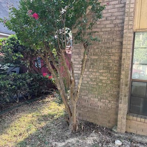 Bush Trimming by SCYARDS LLC reviewed on November 9, 2025