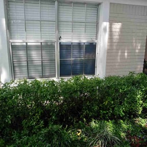 Bush Trimming by Cole lawn sevice reviewed on August 16, 2025