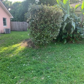 Bush Trimming by CnA Lawn and landscape reviewed on August 15, 2025