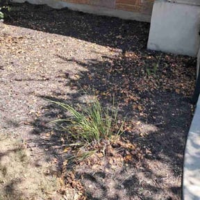 Flower Bed Weeding by Sustainable Landscapes reviewed on December 3, 2025