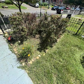 Bush Trimming by T &O Landscape Service LLC reviewed on August 15, 2025