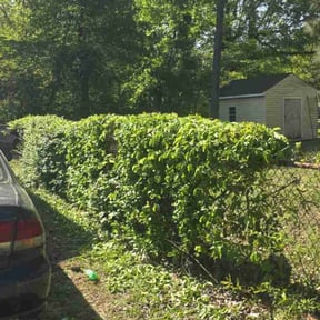 Bush Trimming by Hummingbird Home Services reviewed on June 15, 2025