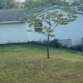 Bush Trimming by Sky Lawns reviewed on November 21, 2025