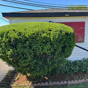 Bush Trimming by No Mow Worries Lawn Care reviewed on June 17, 2026