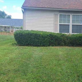 Bush Trimming by Jeremiah Williams reviewed on April 5, 2022