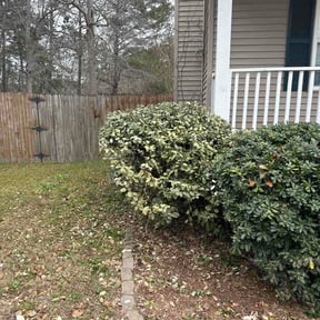 Bush Trimming by Robby's Landscaping reviewed on February 19, 2026