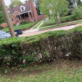 Bush Trimming by Fleming Foliage reviewed on August 18, 2025